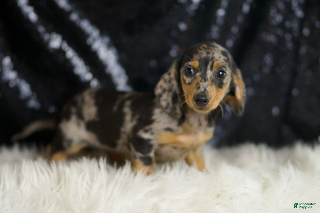 Dachshund dogs for sale: Fancy - Image 3
