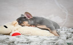 French Bulldog dogs for sale: Mason - Image 8