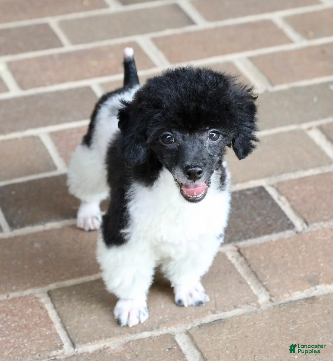 Miniature Poodle dogs for sale: Nugget - Image 15