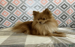 Pomeranian dogs for sale: Bouncer - Image 2