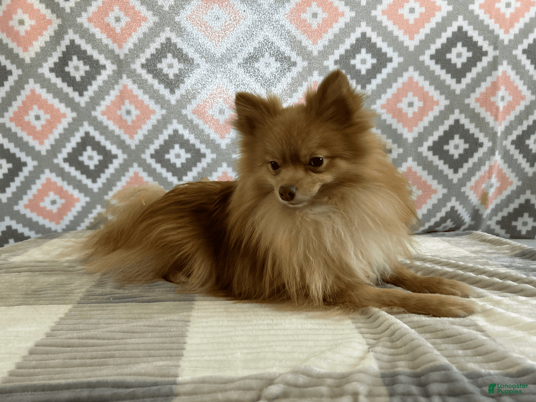 Pomeranian dogs for sale: Bouncer - Image 2