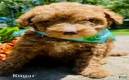 Goldendoodle dogs for sale: Rugar - Image 1