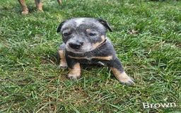 Australian Cattle Dog dogs for sale: Ollie - Image 1