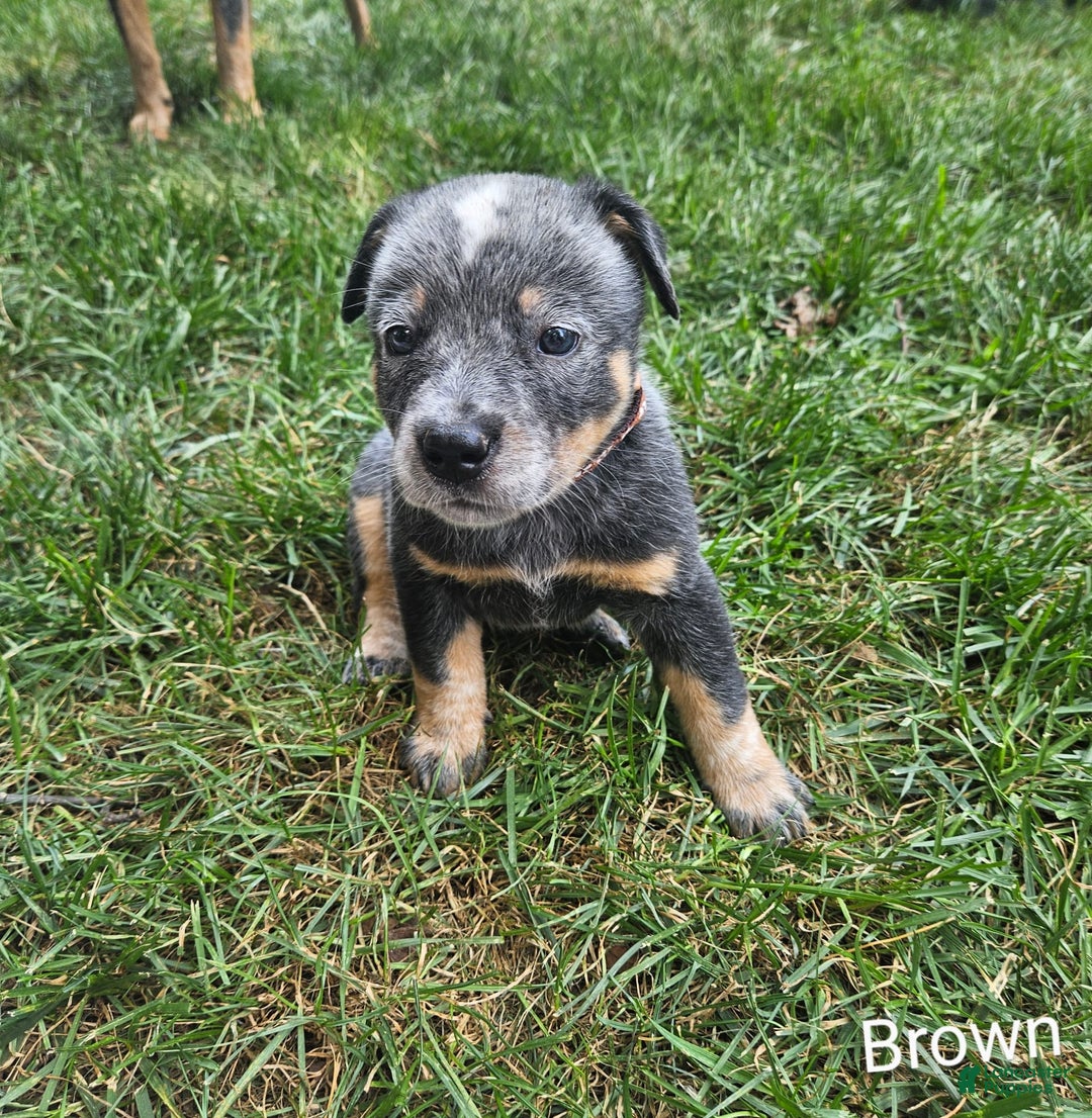 Australian Cattle Dog dogs for sale: Ollie - Image 1