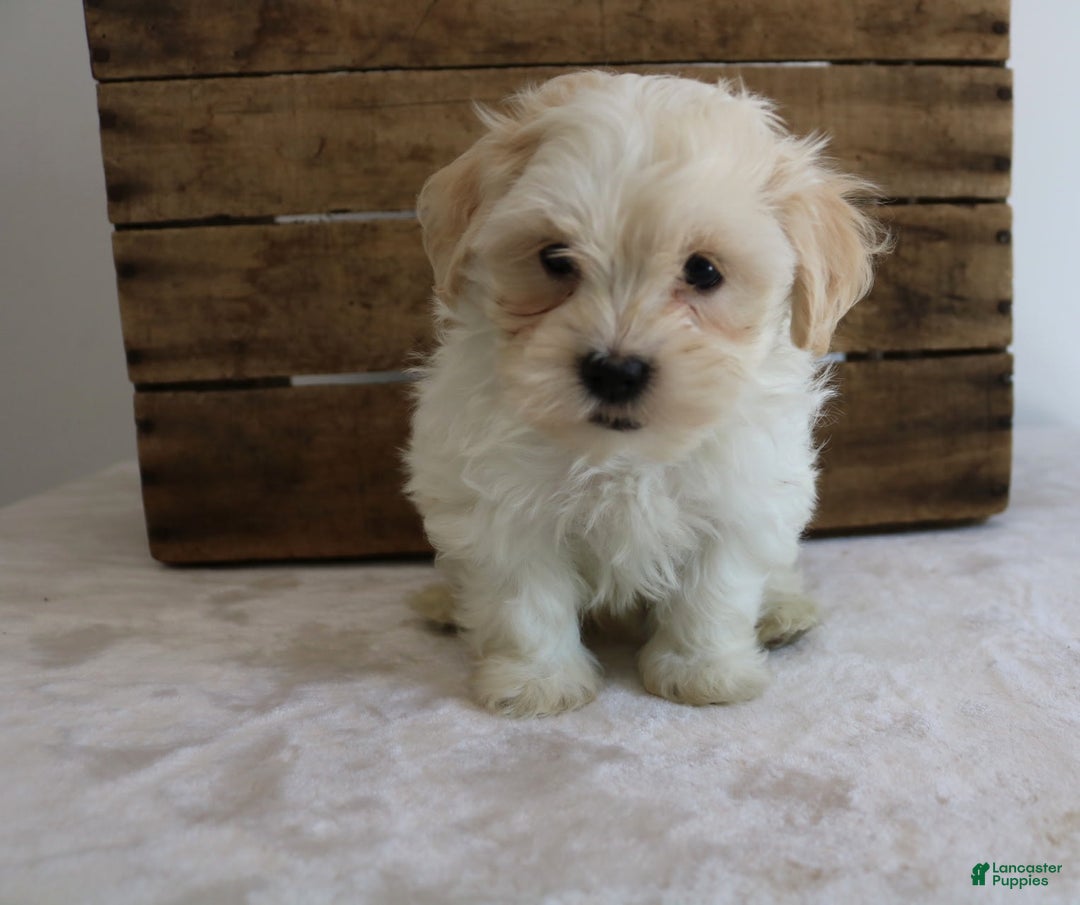 Teddy Bear dogs for sale: Karter - Image 11
