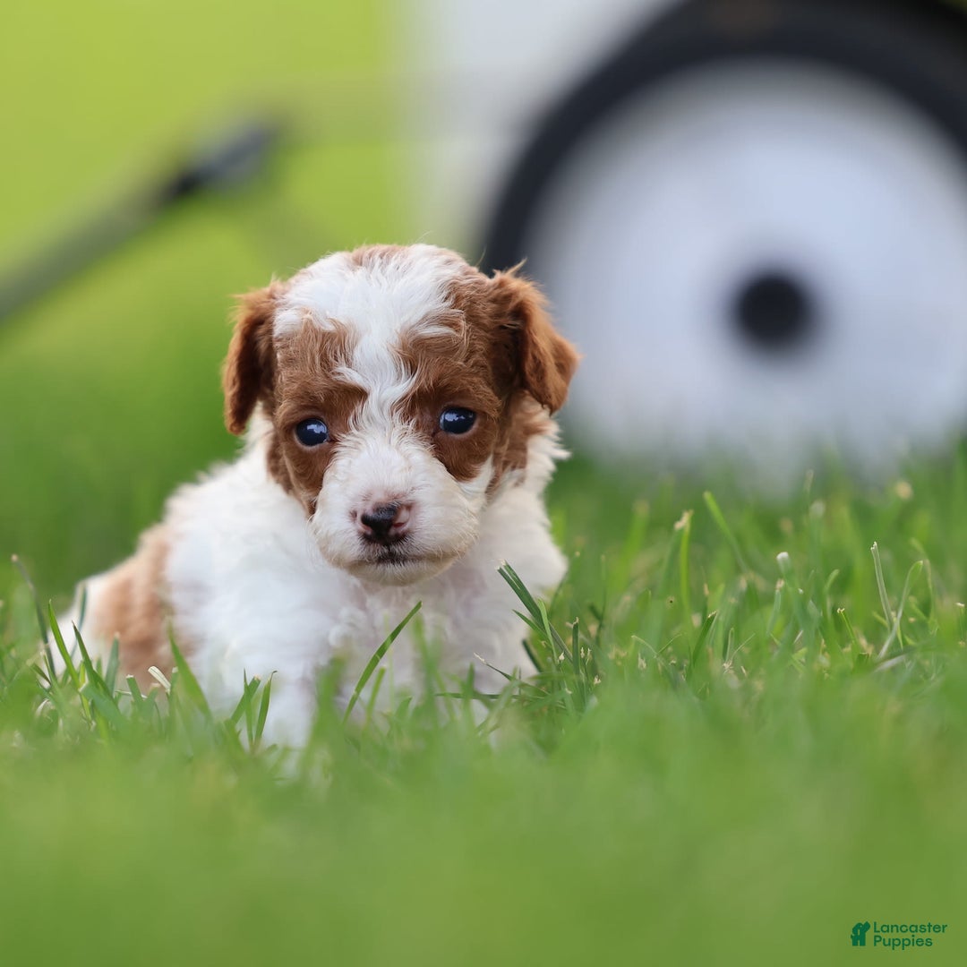 Toy Poodle dogs for sale: Rolex - Image 5