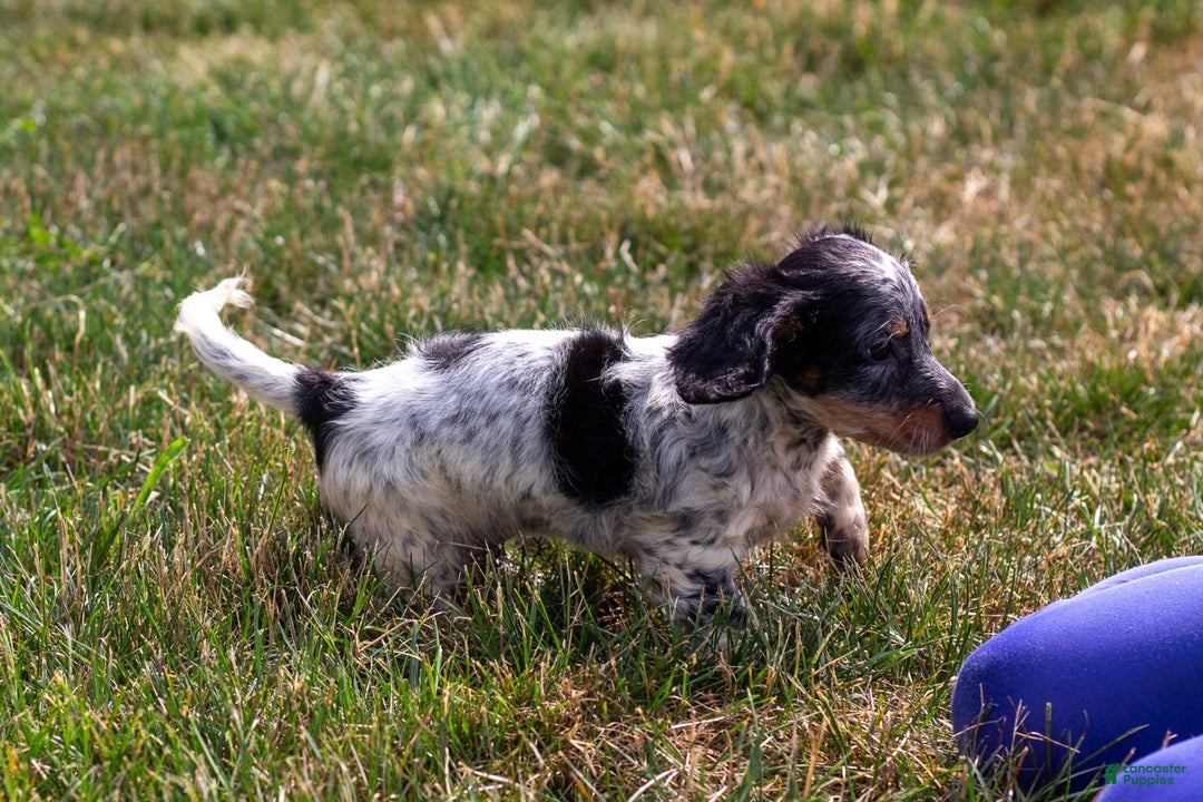 Miniature Dachshund dogs for sale: Maverick - Image 3