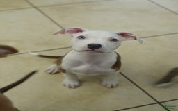American Bully dogs for sale: White Boy - Image 5
