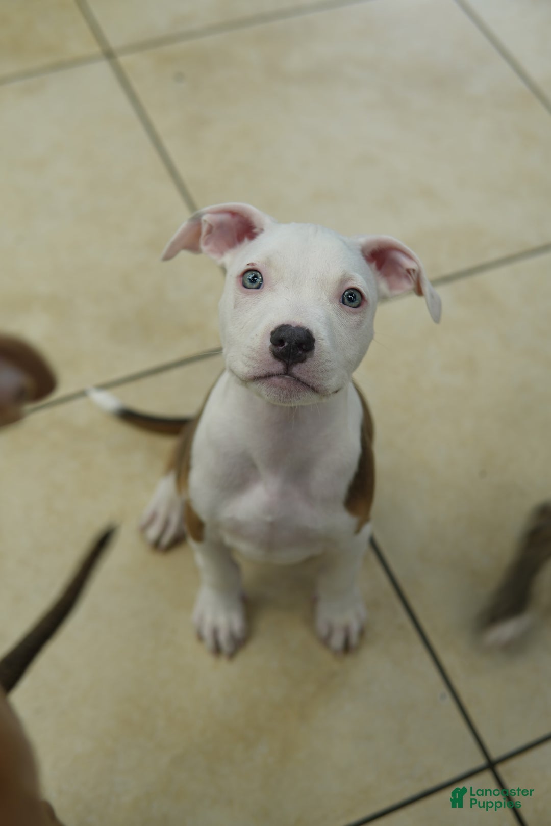 American Bully dogs for sale: White Boy - Image 5