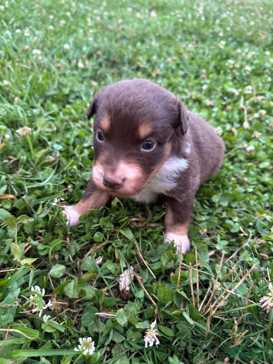 Australian Shepherd dogs for sale: Australian Shepherd 4 puppies - Image 4