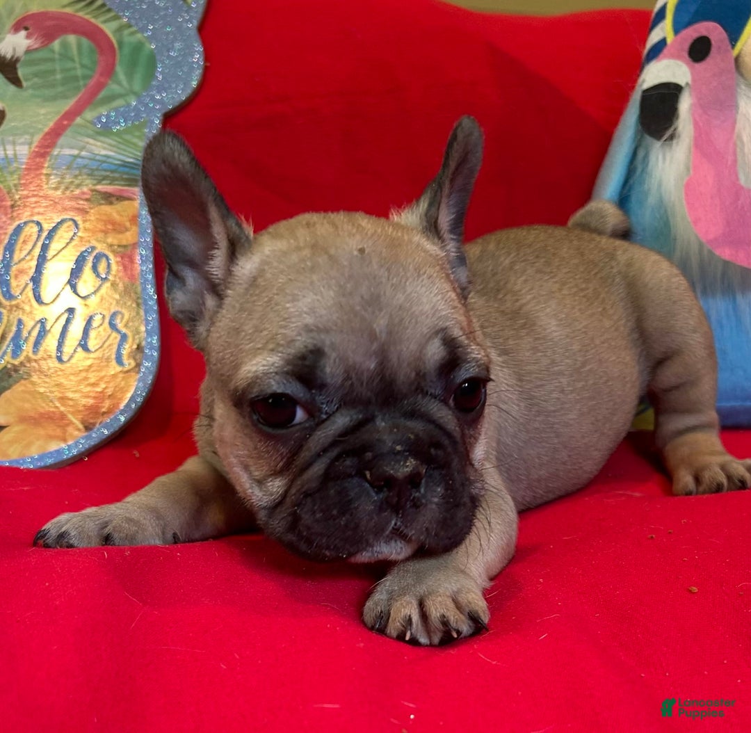 French Bulldog dogs for sale: Laia - Image 5
