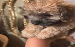 Malshi dogs for sale: Rafael - Image 1