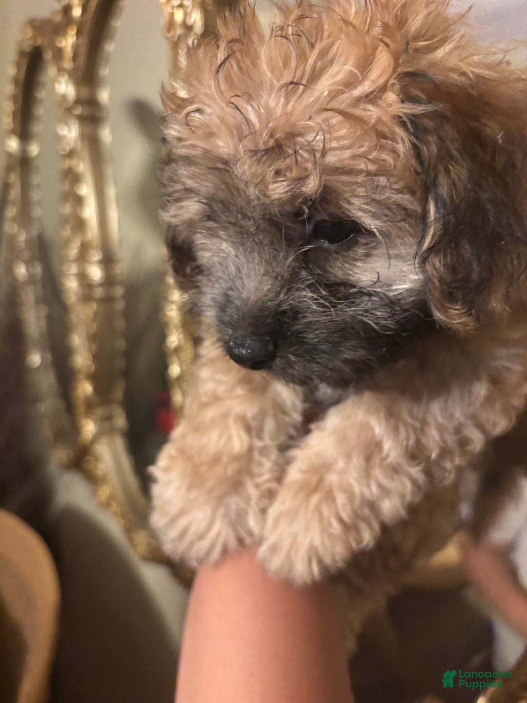 Malshi dogs for sale: Rafael - Image 1