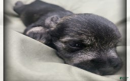 Miniature Schnauzer dogs for sale: Otis - Image 1