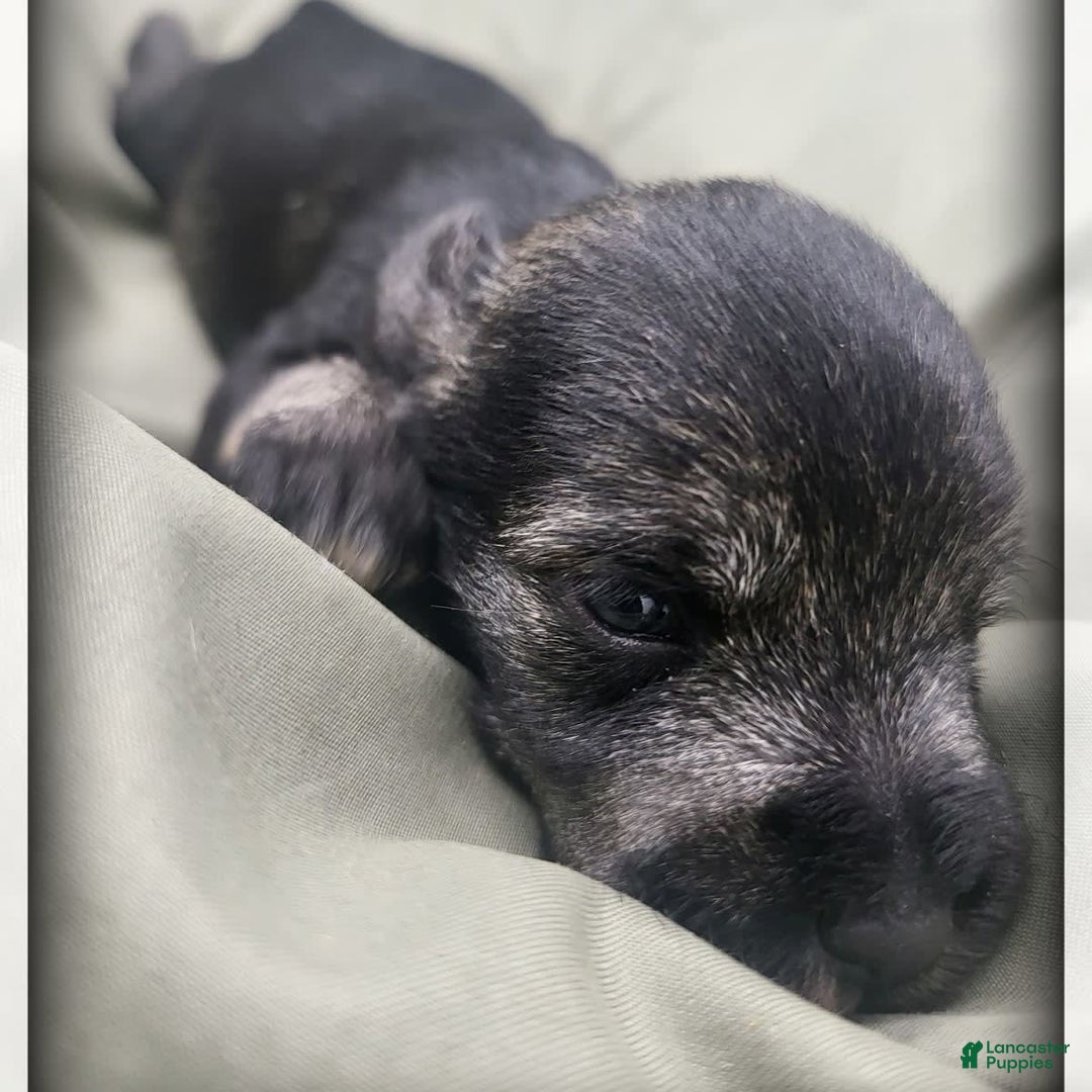Miniature Schnauzer dogs for sale: Otis - Image 1