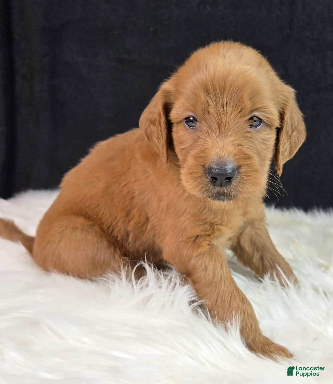 Goldendoodle dogs for sale: Rosie - Image 13