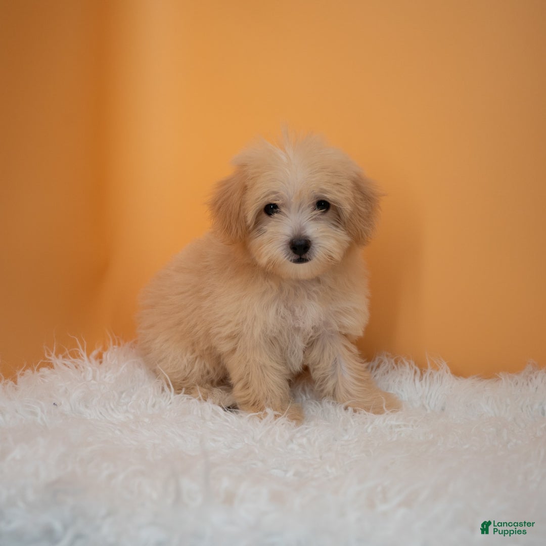 Maltipoo dogs for sale: Nicole - Image 3