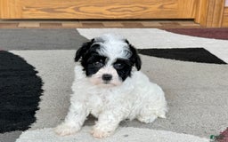Havanese dogs for sale: Nathan - Image 12