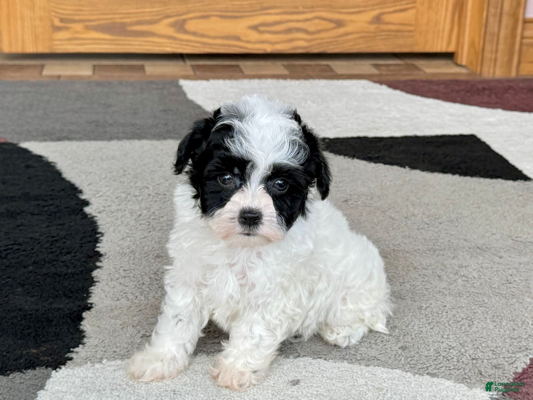 Havanese dogs for sale: Nathan - Image 12