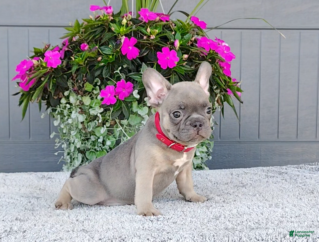 Frenchton dogs for sale: Stewie - Image 7