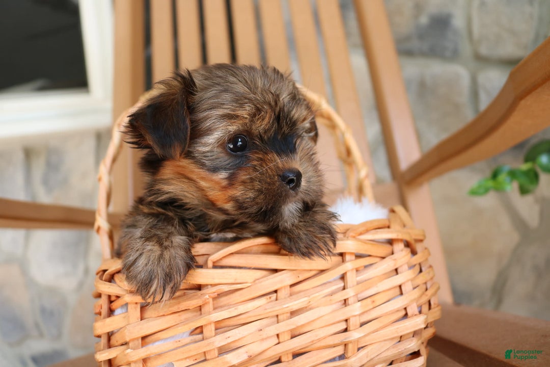 Shorkie dogs for sale: Koda - Image 8