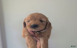 Mini Goldendoodle dogs for sale: Hailey - Image 3