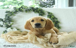 Golden Retriever dogs for sale: Ava - Image 17