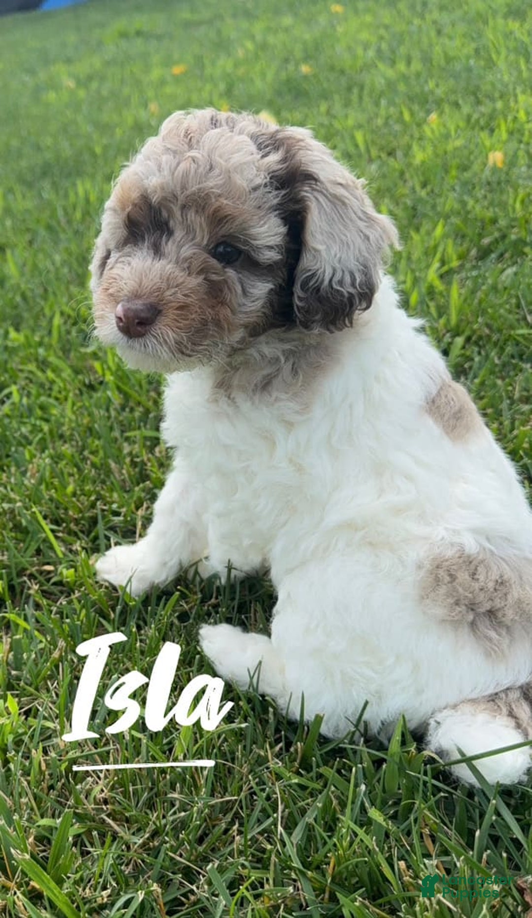 Miniature Poodle dogs for sale: Isla - Image 3