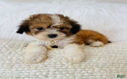 Mini Bernedoodle dogs for sale: Snickerdoodle - Image 6