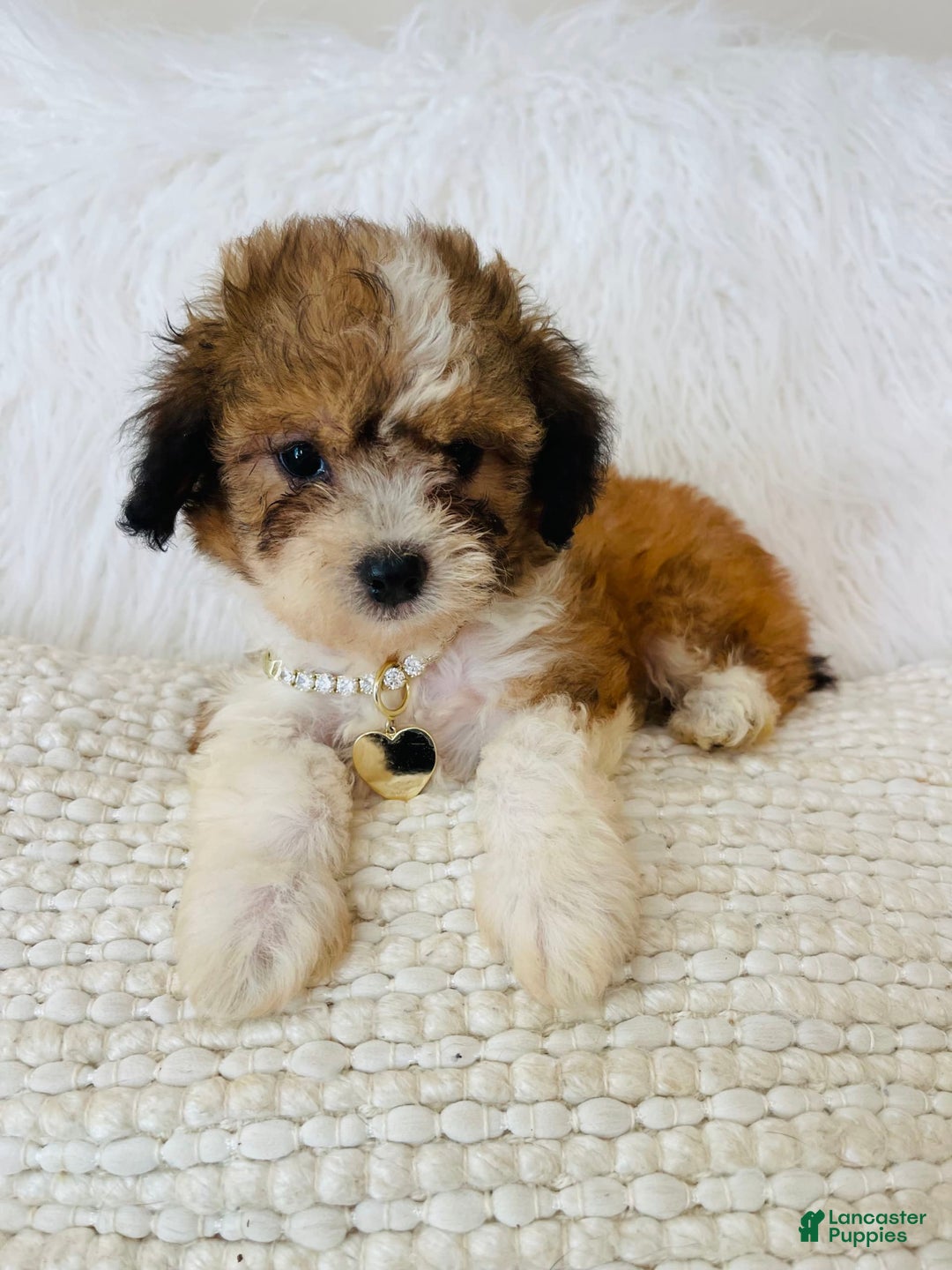 Mini Bernedoodle dogs for sale: Snickerdoodle - Image 6