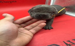 Cane Corso dogs for sale: ICCF Polly - Image 1