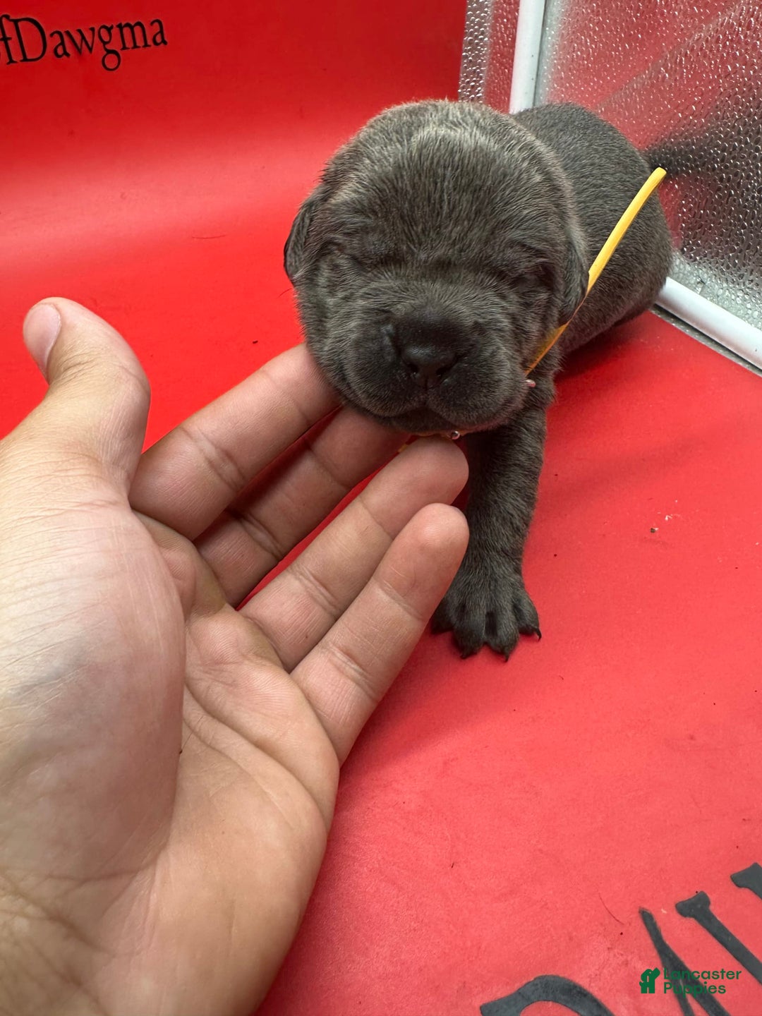Cane Corso dogs for sale: ICCF Polly - Image 1