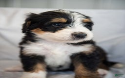 Bernedoodle dogs for sale: Jerry - Image 1