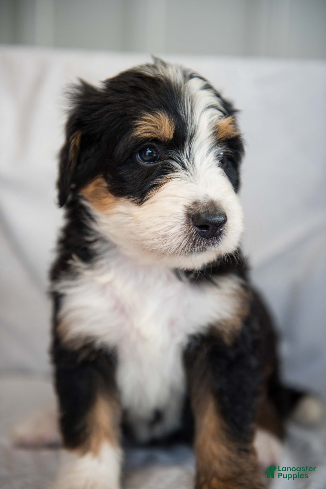 Bernedoodle dogs for sale: Jerry - Image 1