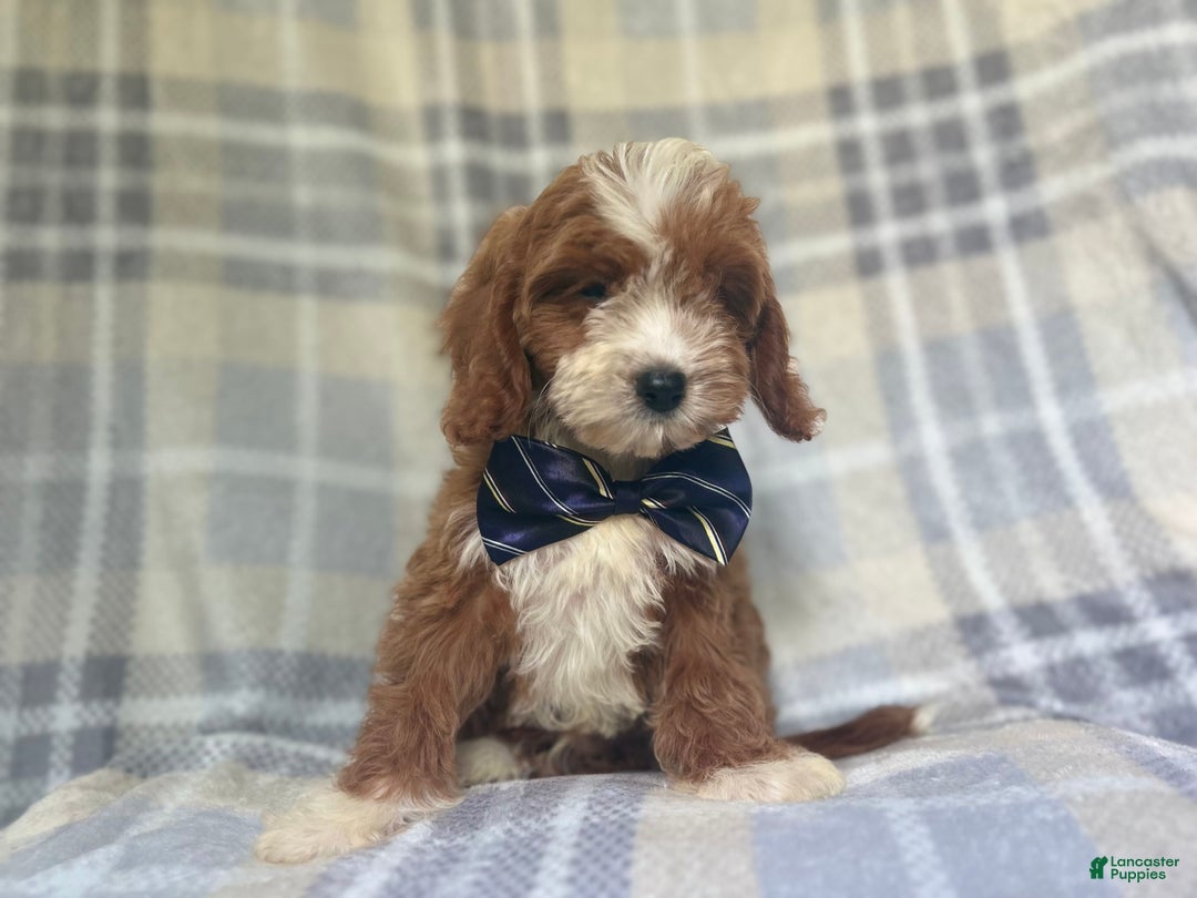 Cavapoo dogs for sale: Spike - Image 2