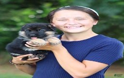German Shepherd dogs for sale: Jessa - Image 9