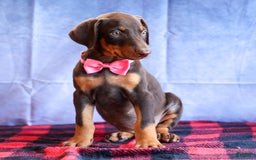 Doberman Pinscher dogs for sale: Dakota - Image 11