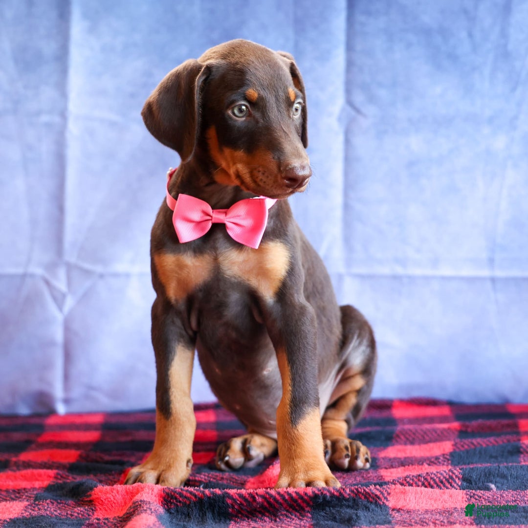 Doberman Pinscher dogs for sale: Dakota - Image 11