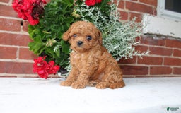 Cavapoo dogs for sale: Angie - Image 1