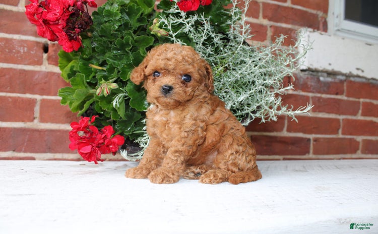 Cavapoo dogs for sale - Ad 4