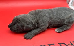 Cane Corso dogs for sale: Iccf Silva - Image 4