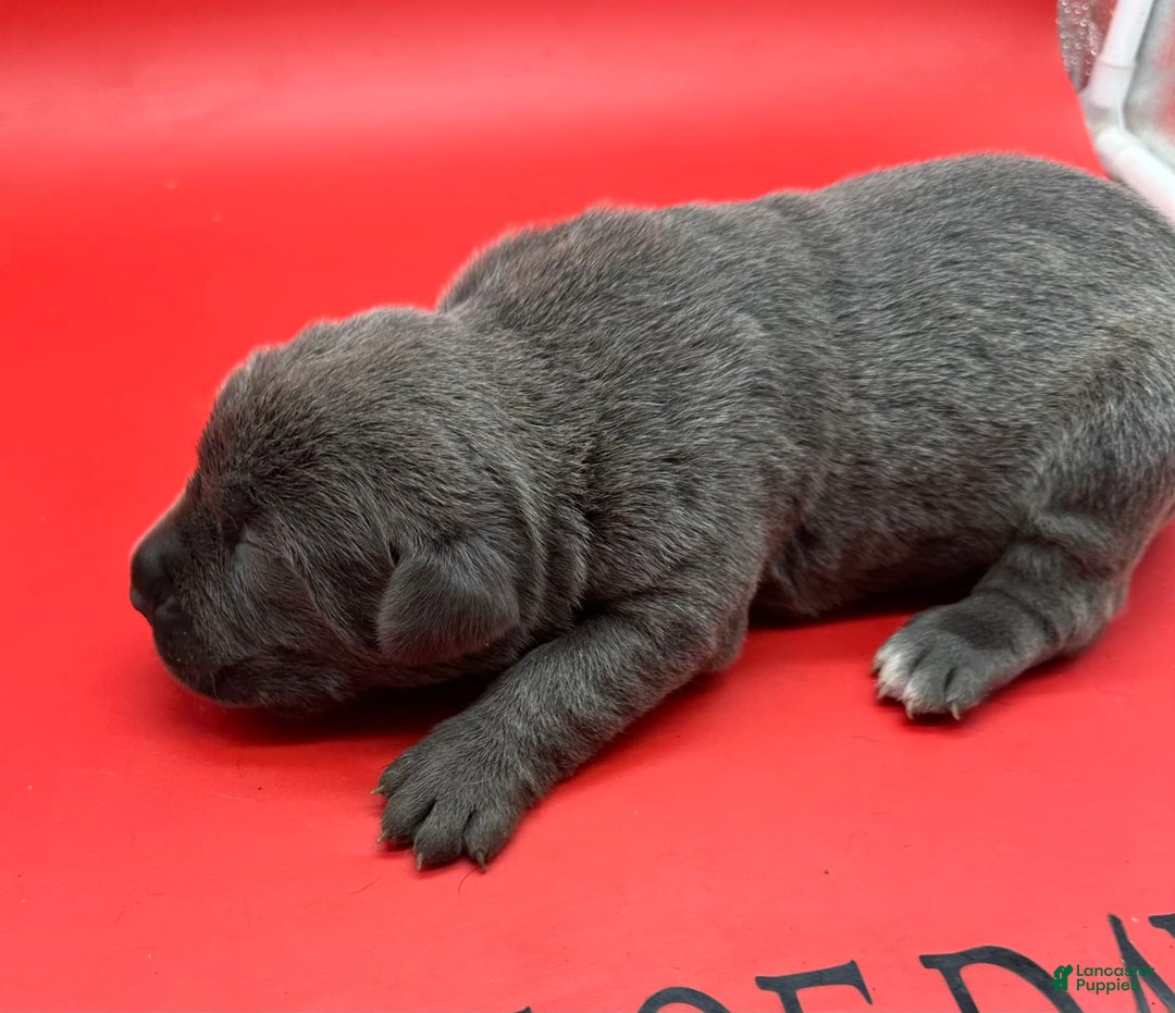 Cane Corso dogs for sale: Iccf Silva - Image 4