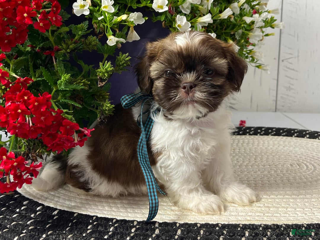 Shih Tzu dogs for sale: Boomer - Image 1