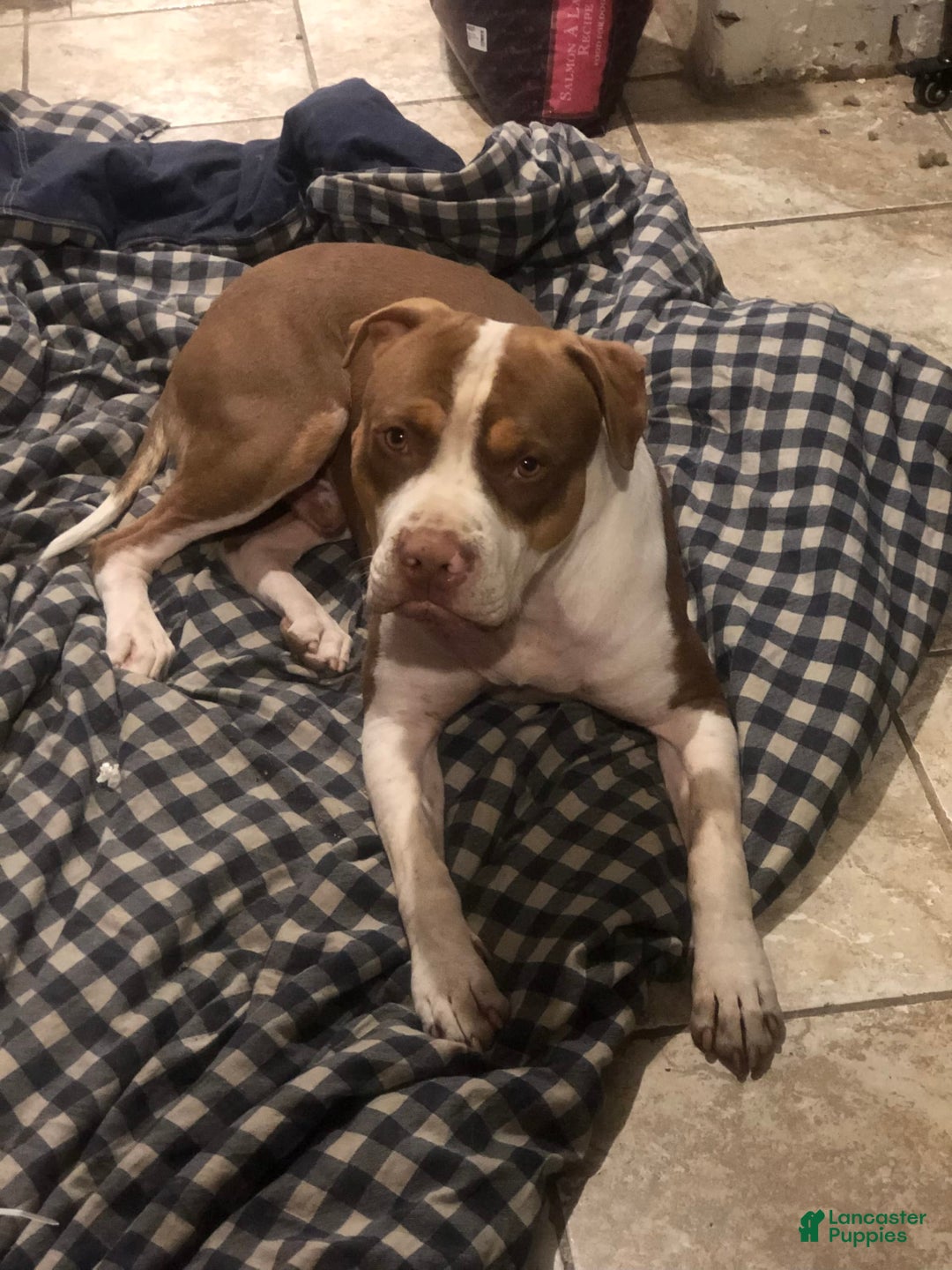American Staffordshire Terrier dogs for sale: Cinnamon - Image 8