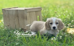 Miniature Dachshund dogs for sale: PRA CLEAR - Image 4