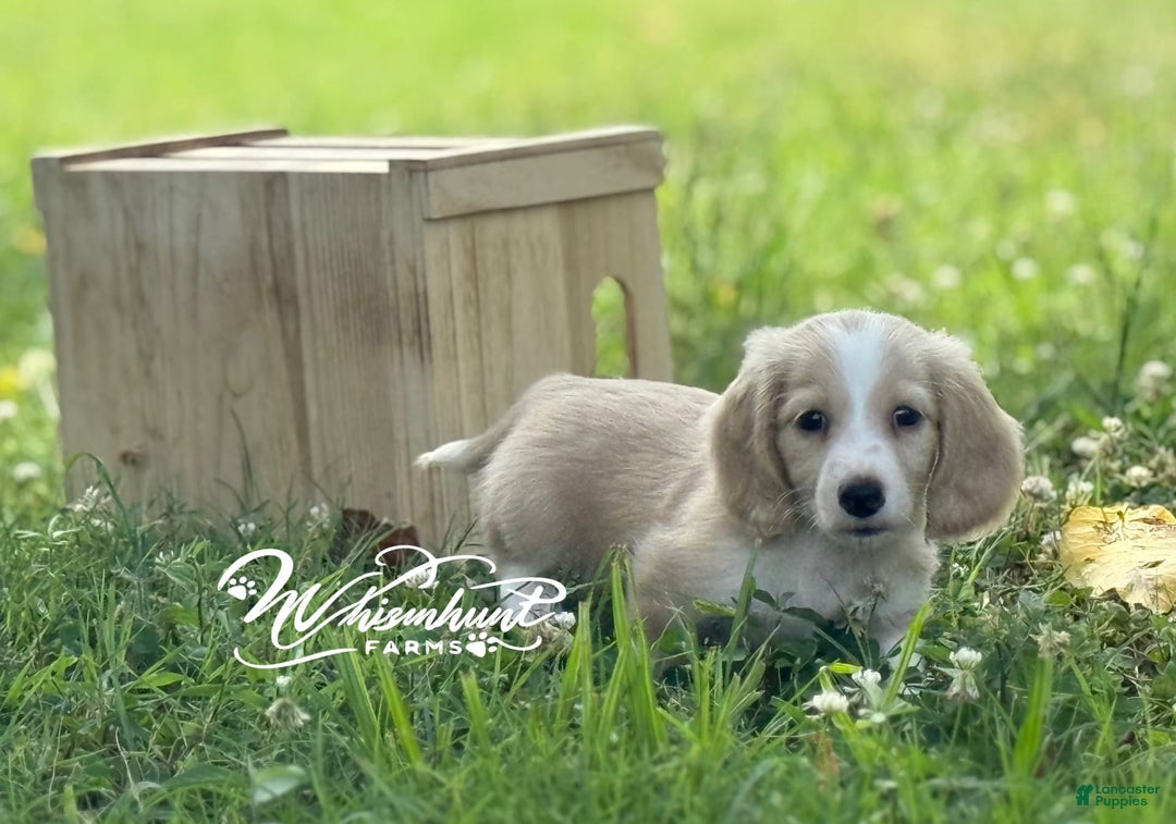 Miniature Dachshund dogs for sale: PRA CLEAR - Image 4