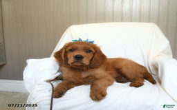 Miniature Golden Retriever dogs for sale: Rover - Image 1