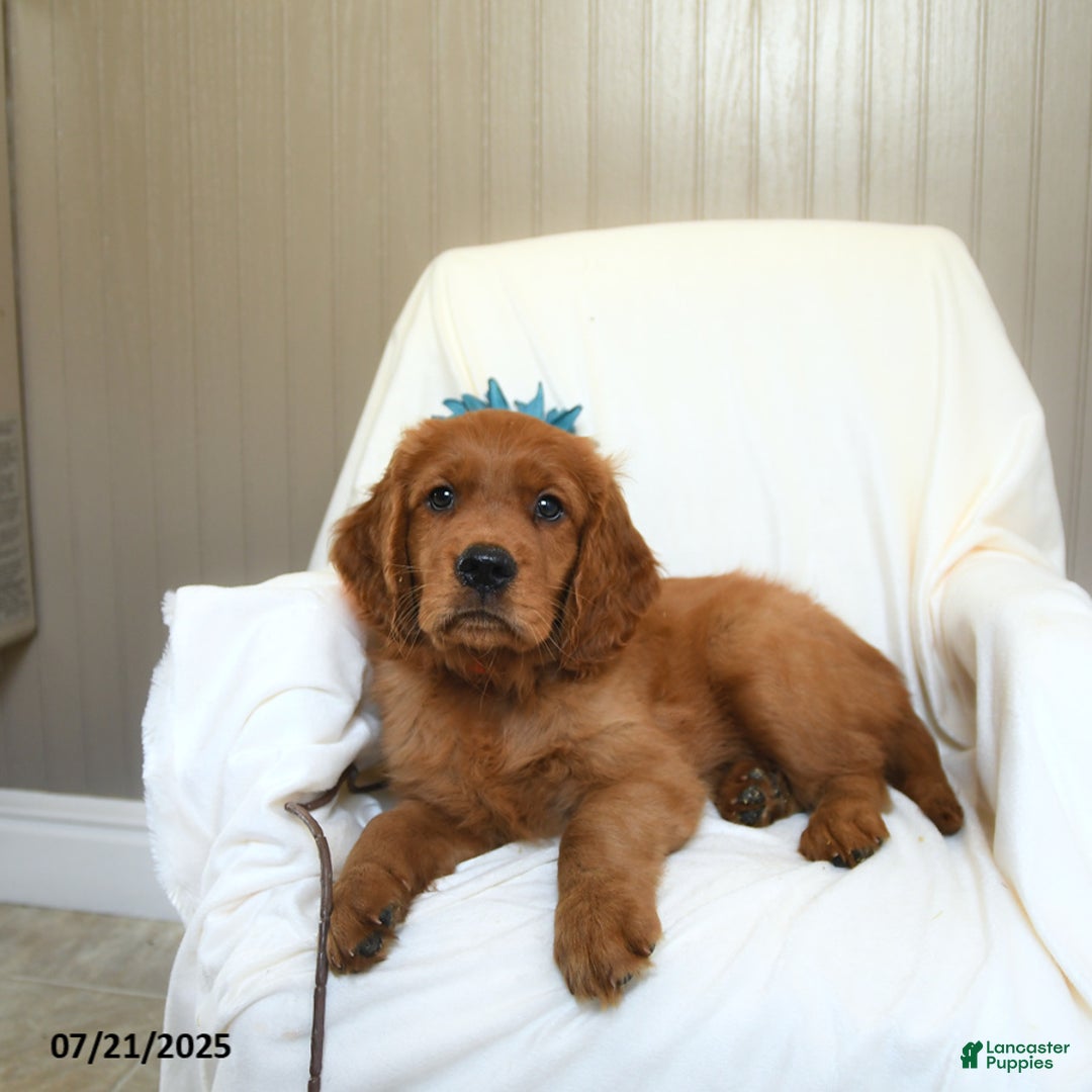 Miniature Golden Retriever dogs for sale: Rover - Image 1