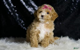 Maltipoo dogs for sale: Stella - Image 1