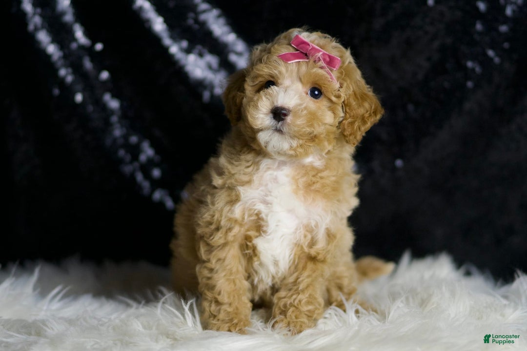 Maltipoo dogs for sale: Stella - Image 1